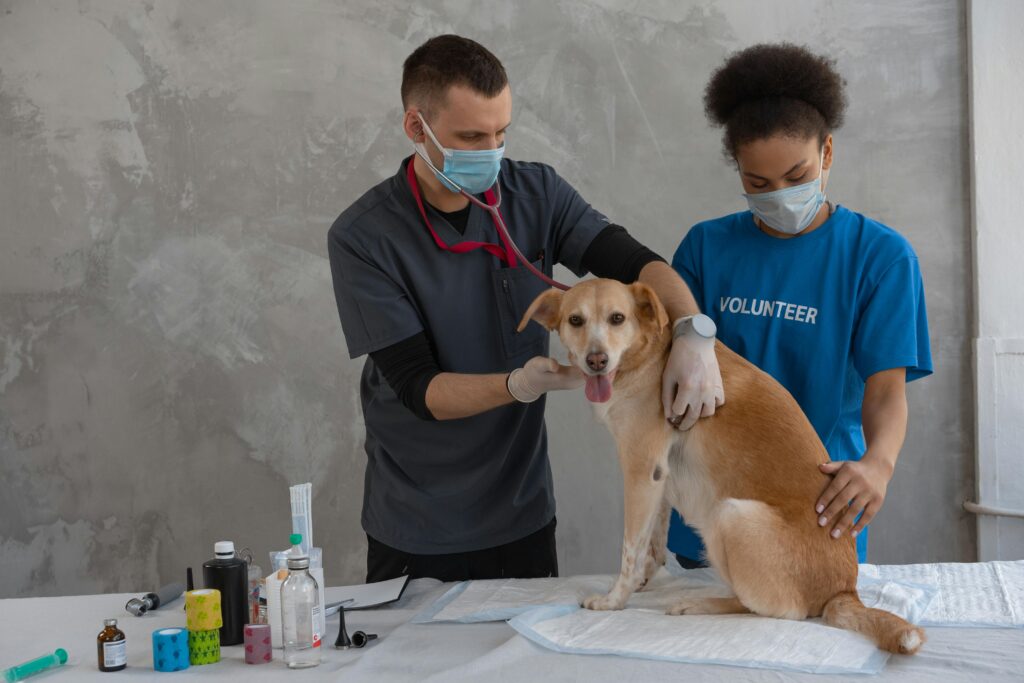 Best Pet Wellness Insurance Plans for Routine Care (2026)