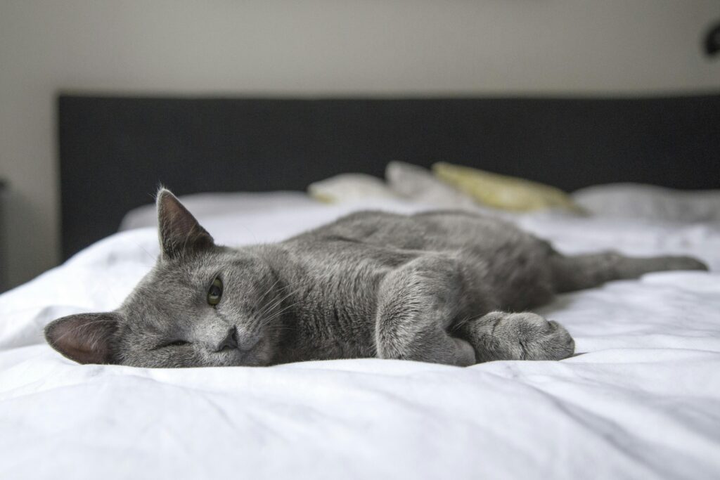 Is Pet Insurance Worth It in 2026?