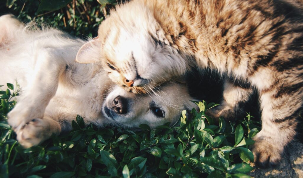 What Is the Average Cost of Pet Insurance in 2026? Don’t Be Blindsided by Vet Bills